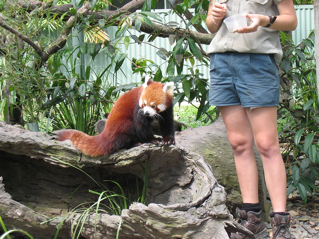 CairnsTC180 Cairns Tropical Zoo.jpg